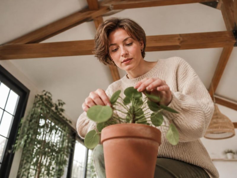 Seven Practical Ways to Elevate Your Home Garden from Subtle to Showstopping